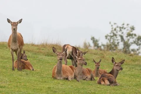Red deer Cervus elaphus ruminating female lying on a mountain meadow during the Stock Photos