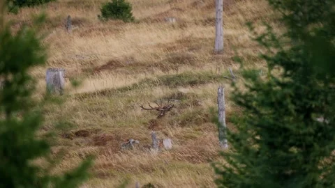 Red deer (Cervus elaphus) running across a harvested spruce forest Video stock 297741611
