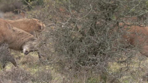 Red Deer (Cervus elaphus) rut fight  New Forest Stock Footage 263822924