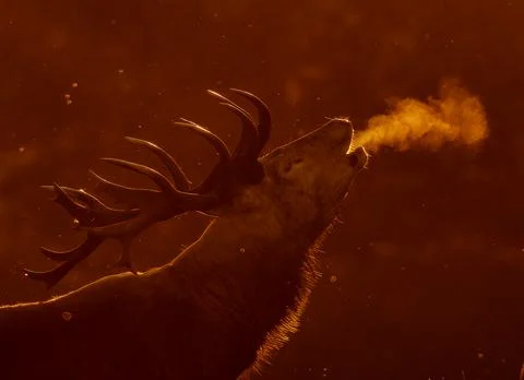 A red deer (Cervus elaphus) in rutting seasons loud trumpets during the mor.. Stock Photos