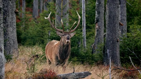 Red deer (Cervus elaphus) scooping up grass with antlers 스톡 동영상 118704468