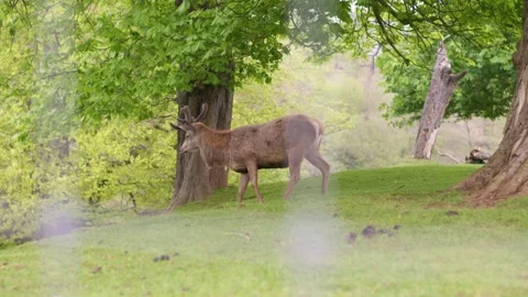 Red Deer (Cervus elaphus) Searching For Food In Derbyshire UK Woodland Stock Footage 130318831