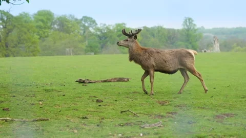 Red Deer (Cervus elaphus) Searching For Food On Edge Of Woodland Vídeos de archivo 130327635