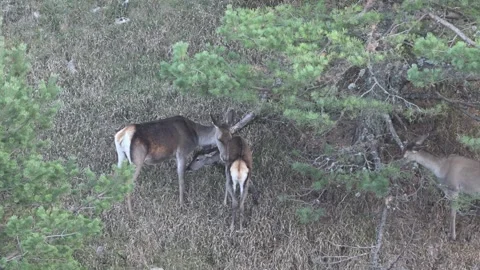 Red deer cervus elaphus. Slow motion Stock Footage 300894813
