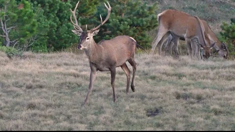 Red deer cervus elaphus. Slow motion Stock-Footage 300894891