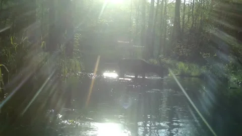 The red deer (Cervus elaphus) in the small creek. Stock Footage 217764474