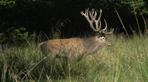 Red Deer, cervus elaphus, Stag walking, Sweden, Real Time Stock Footage