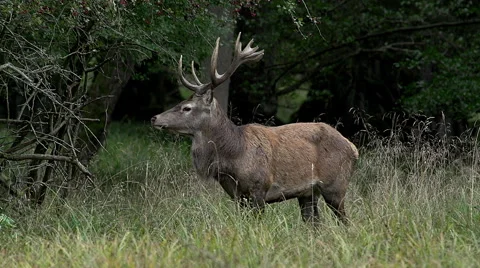 Red Deer, cervus elaphus, Stag Eating Grass, Sweden, Real Time Stock Footage