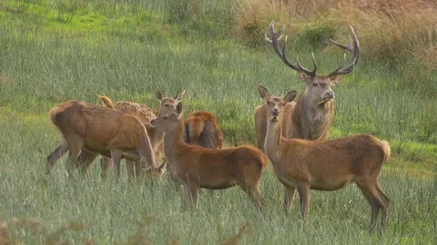 Red deer Cervus elaphus stag rounding up hinds Stock Footage 82658650