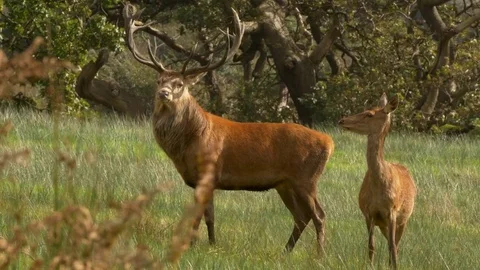 Red deer Cervus elaphus stag with hind Stock Footage 82658793