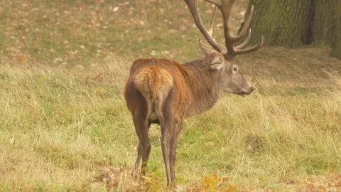 Red deer Cervus elaphus stag foraging for acorns under oak trees Video stock 82660791