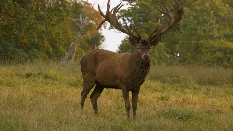 Red deer Cervus elaphus stag covered in mud standing amongst mature oak trees Video stock 82660889