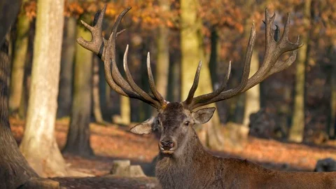 Red deer (Cervus elaphus) stag with huge antlers Stock Footage 101723918
