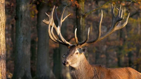 Red deer (Cervus elaphus) stag with huge antlers Stock-Footage 101723925