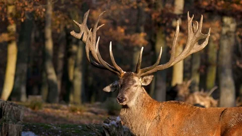 Red deer (Cervus elaphus) stag with huge antlers Stock-Footage 101723945