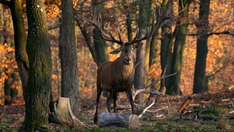 Red deer (Cervus elaphus) stag with huge antlers Stockbeeldmateriaal 101724787