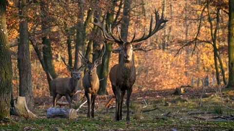 Red deer (Cervus elaphus) stag with huge antlers Stock Footage 101724827