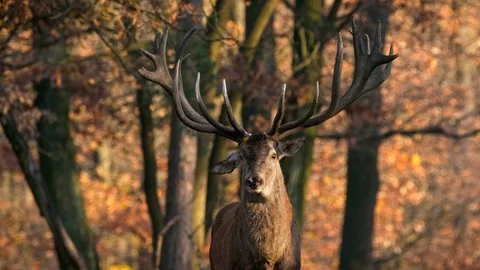 Red deer (Cervus elaphus) stag with huge antlers 動画素材 101724867
