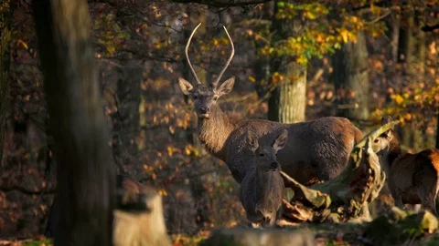 Red deer (Cervus elaphus) stag with unusual antlers Stock Footage 101743040