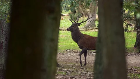 Red deer (Cervus elaphus) stag running away Stock Footage 106214922