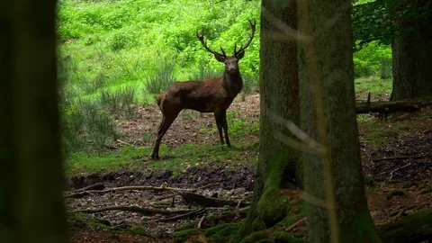 Red deer (Cervus elaphus) stag fleeing Видео 106217897