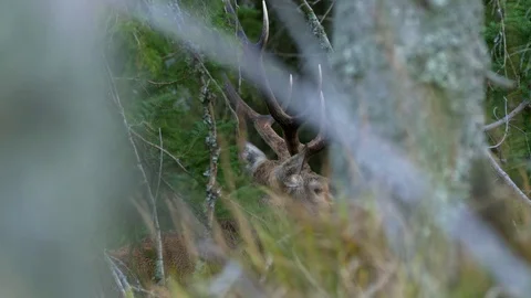 Red deer (Cervus elaphus) stag roaring in rut Stock Footage 106218192