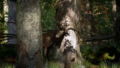 Red deer (Cervus elaphus) stag rubbing cheek against tree Stock Footage 106218307