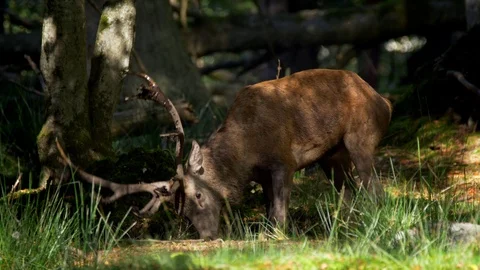 Red deer (Cervus elaphus) stag wallowing in rut Stock-Footage 106218651