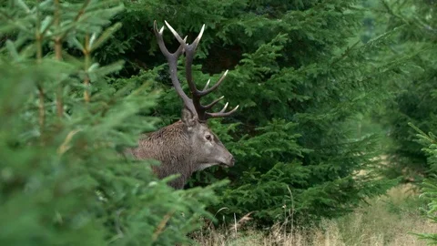 Red deer (Cervus elaphus) stag fleeing Stock Footage 106219223