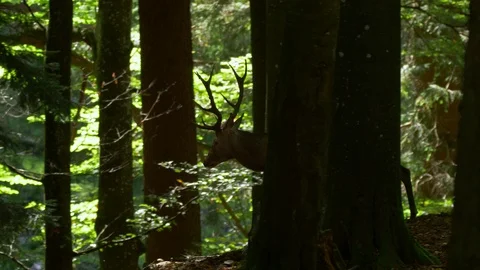 Red deer (Cervus elaphus) stag fleeing Stock Footage 106219260