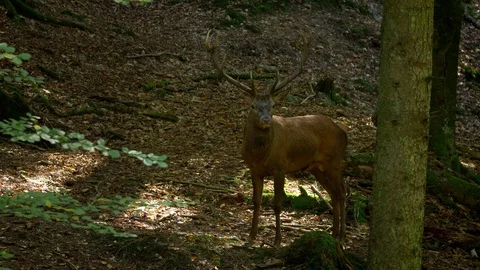 Red deer (Cervus elaphus) stag walking through forest Stock Footage 106219293