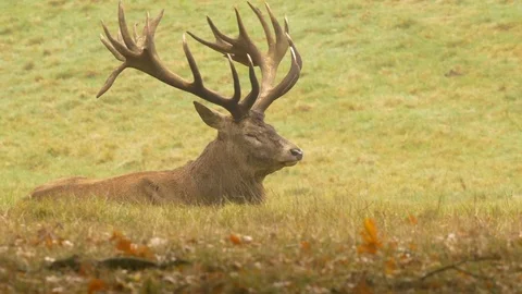 Red deer Cervus elaphus stag at rest Stock Footage 108059025