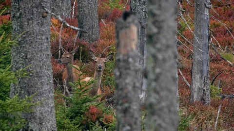 Red deer (Cervus elaphus) stag in rut with hinds Stock Footage 118600004