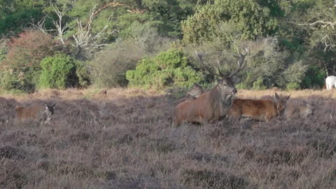 Red Deer (Cervus elaphus) stag during rut checking females Stock Footage 205517249
