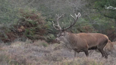 Red Deer  (Cervus elaphus) stag rutting, scents ground near hinds Stock Footage 260135191