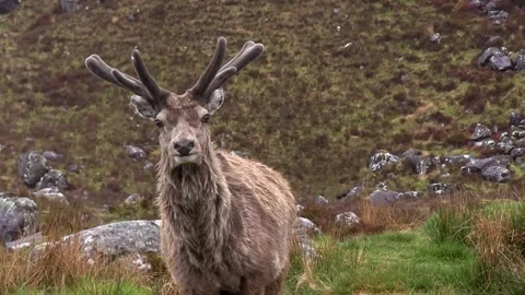 Red Deer (Cervus elaphus) Stag Scotland, UK Stock Footage 296224092