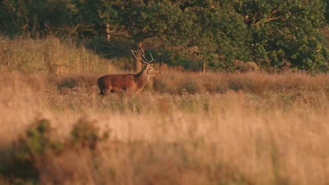Red Deer (Cervus elaphus) stag, Norfolk Stock Footage 318162703