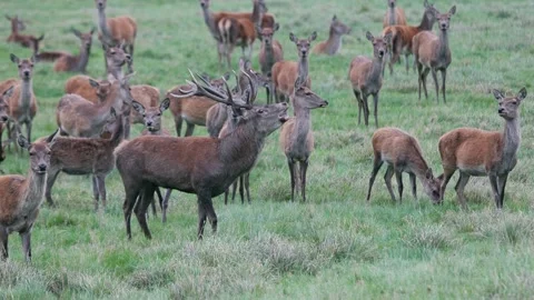 Red Deer (Cervus elaphus) Stag Roaring During the Rut, England, UK Stock Footage 319478416