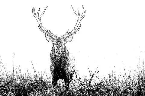 Red Deer (Cervus elaphus) stag during the rutting season. Bieszczady Mts., .. Stock Illustration