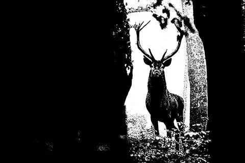 Red Deer (Cervus elaphus) stag during the rutting season. Bieszczady Mts., .. Stock Illustration