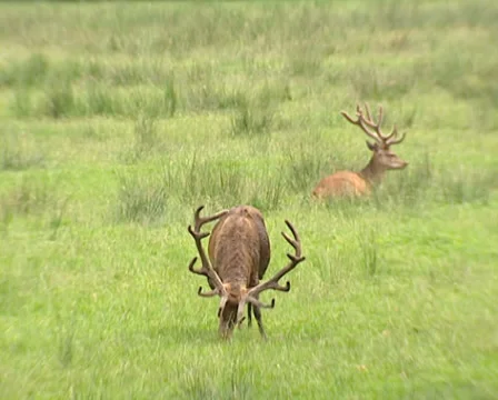 Red Deer (cervus elaphus) stags foraging in wetland Stock Footage 39023783