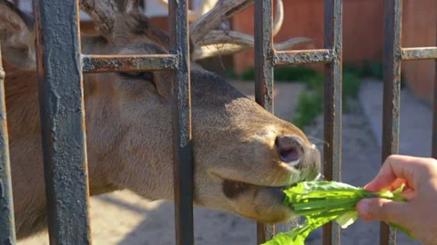 The red deer (Cervus elaphus) sticks its face through the metal bars of the fenc Stock Footage 109306288