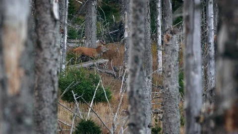 Red deer (Cervus elaphus) walking through dead forest Stock Footage 118702132