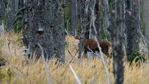 Red deer (Cervus elaphus) walking through dry mountain spruce forest 動画素材 150655466