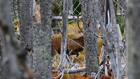 Red deer (Cervus elaphus) walking through dry mountain spruce forest Vídeo Stock 150657943