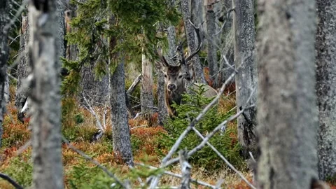 Red deer (Cervus elaphus) walking through dry mountain spruce forest Video stock 150658294