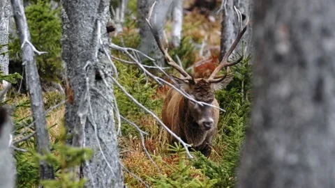 Red deer (Cervus elaphus) walking through dry mountain spruce forest Video stock 150659531