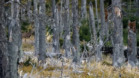 Red deer (Cervus elaphus) walking through dry mountain spruce forest Stock-Footage 150660746