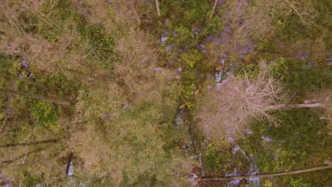 Red deer (Cervus elaphus) walks on marshy areas among forest Stock Footage 160989125