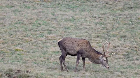 Red deer Cervus elaphus in the wild. Slow motion Stock-Footage 318039551